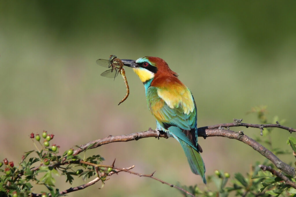 Abejaruco europeo © Richard Cff, Shutterstock