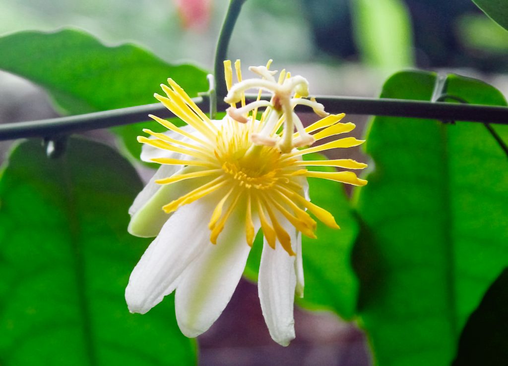 Passiflora-Mariquitensis-San-Sebastian-de-Mariquita. Imagen: Funbotánica.