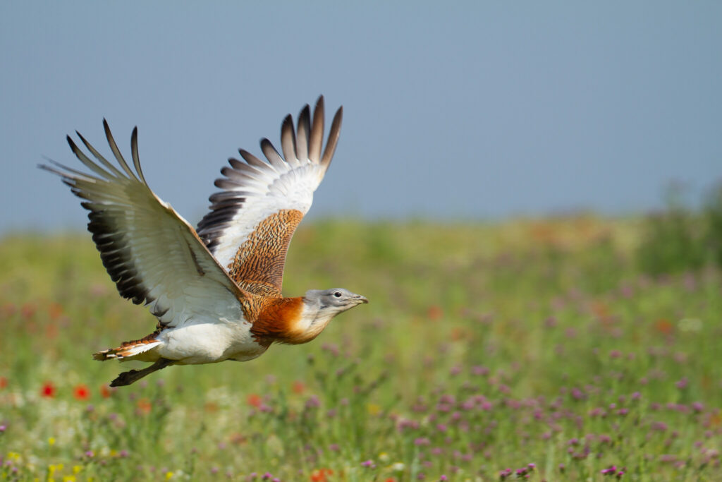 Avutarda común. ©Wirestock Creators, Shutterstock