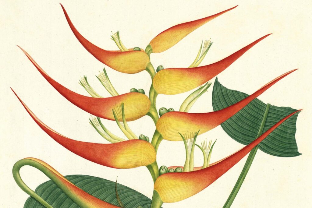 El dibujo de la Heliconia latispatha Benth, conocida también como "platanillo", ilustra el mes de febrero del Calendario del Real Jardín Botánico 2027.