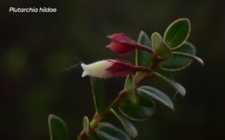 Plutarchia hildae, es el nombre científico de la nueva especie para la ciencia, hallada en el Huila. Foto: CAM