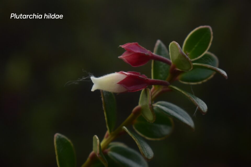 Nueva especie de flora descubierta en el Huila presenta estado crítico
