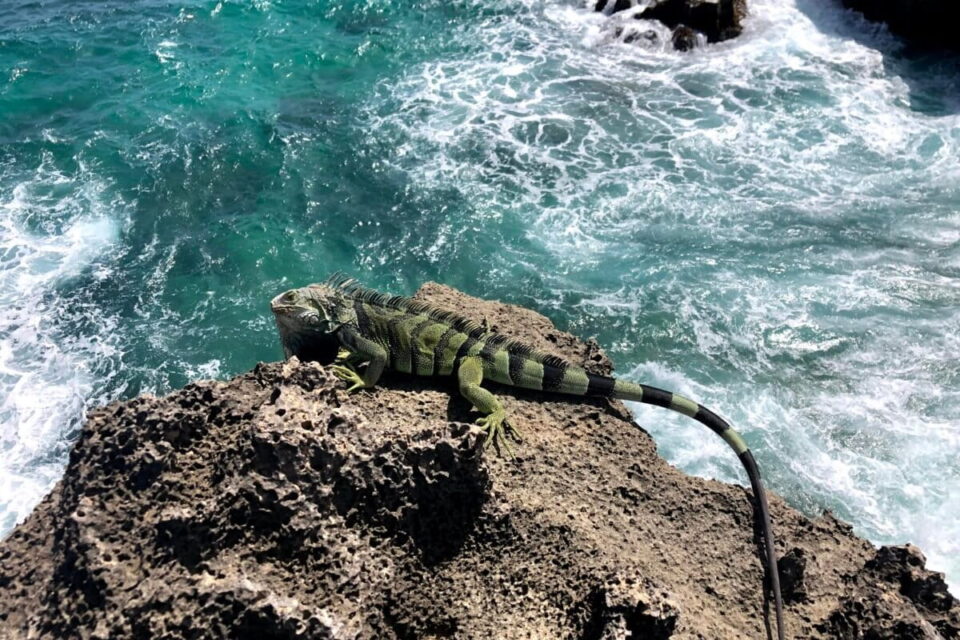 Iguana verde causa estragos en el Caribe