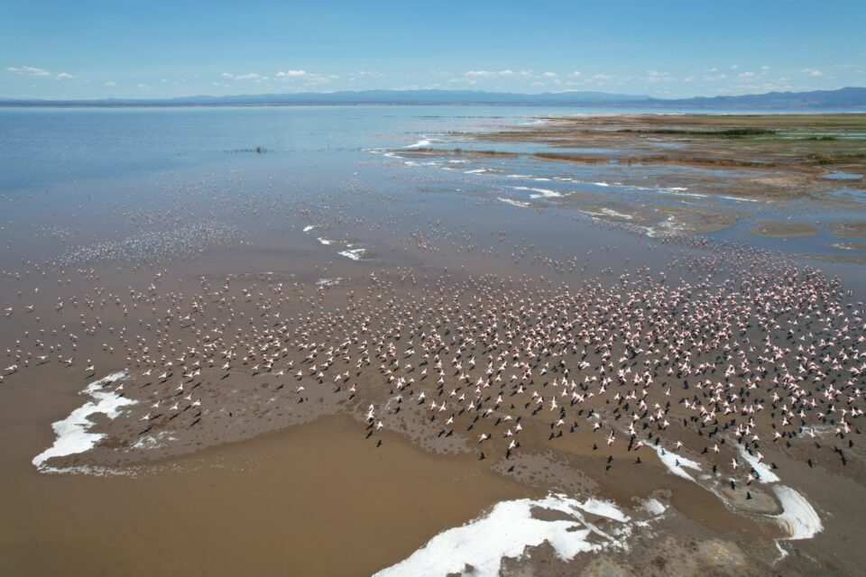 Flamencos enanos y grandes en el lago Natron, Tanzania. ©Akshita Rabdiya