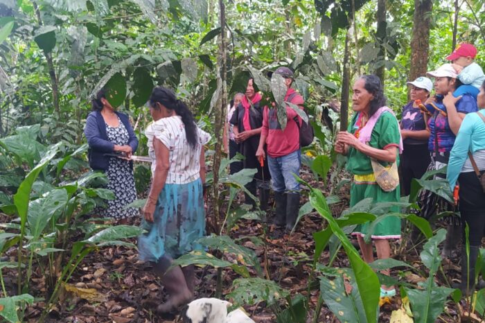 Día de las Mujeres Indígenas: tres lideresas frente a la crisis climática