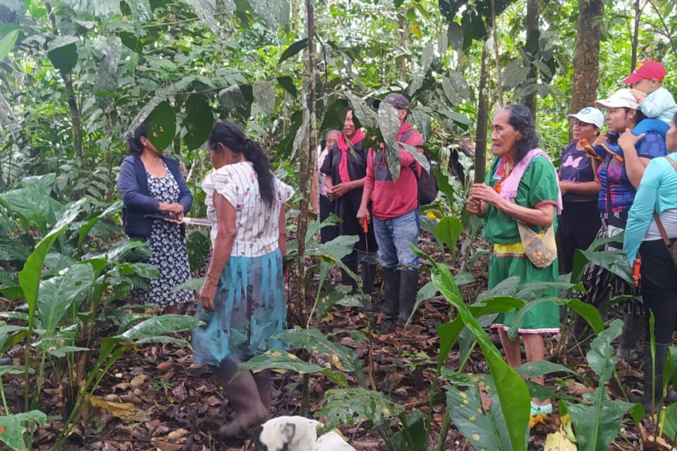 Las mujeres cofán han hecho frente a la deforestación y a los impactos del cambio climático con la restauración de territorios. Foto: cortesía María Taimal