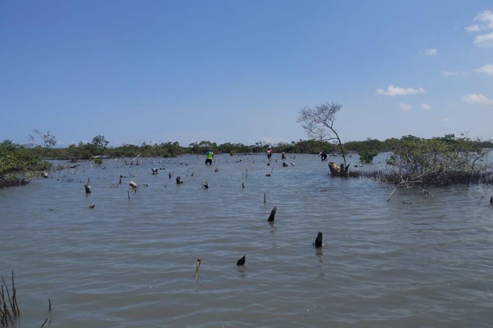 Recuperación de manglares en los Distritos de Manejo Integrado de La Guajira. Foto: Corpoguajira.