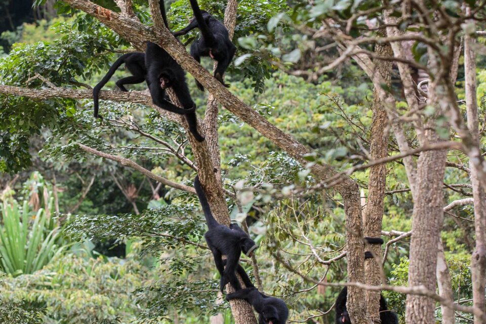 Primates en el refugio Senda Verde de Bolivia. Foto: cortesía Senda Verde