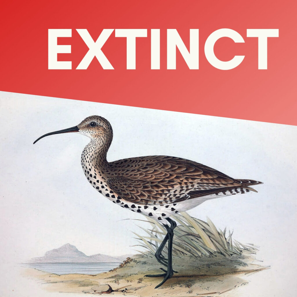 Zarapito Fino. Imagen: Slender-billed-Curlew