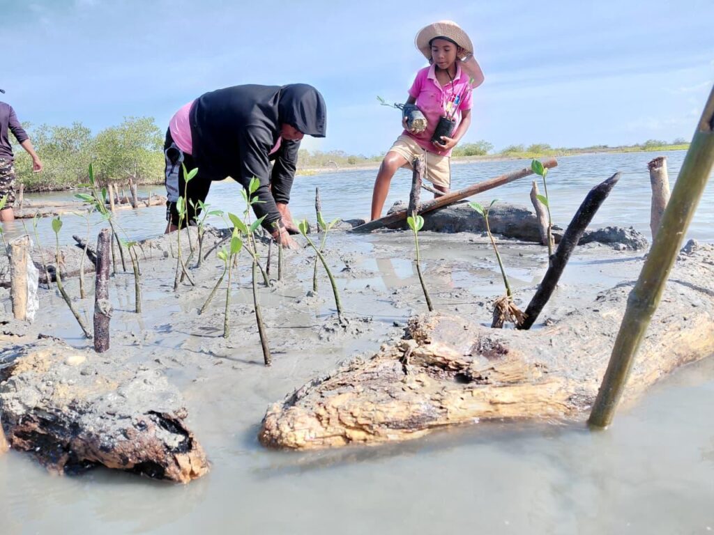 Recuperación de manglares en los Distritos de Manejo Integrado de La Guajira. Foto: Corpoguajira.
