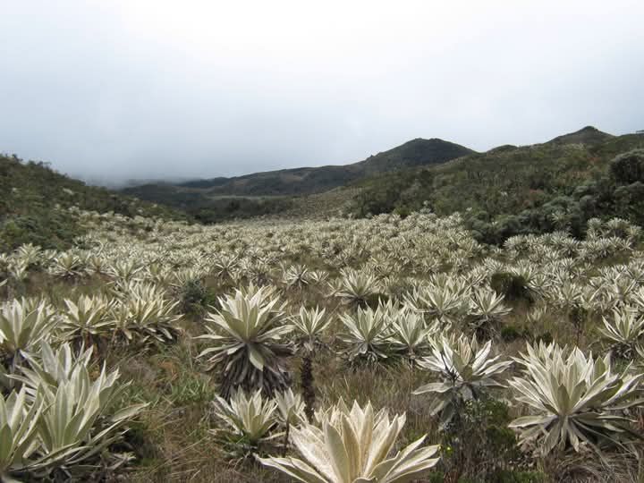 Parque Natural Regional Cerro Páramo de Miraflores. Imagen: CAM
