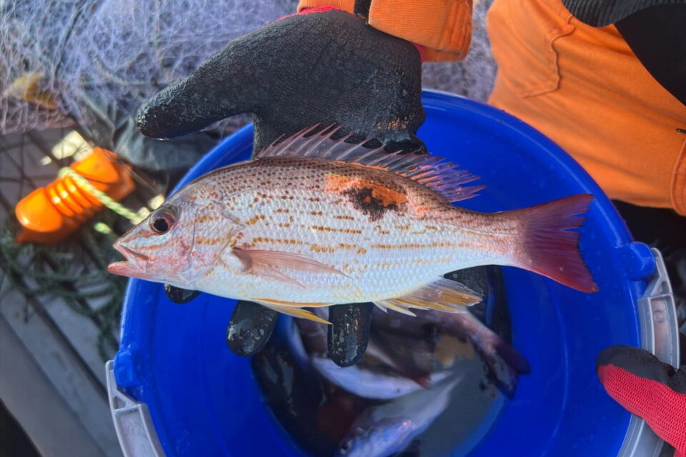 El pargo lunarejo (Lutjanus guttatus) es una de las especies con sobreexplotación pesquera en el Pacífico colombiano. Foto: cortesía Gian Luca Lo Verso