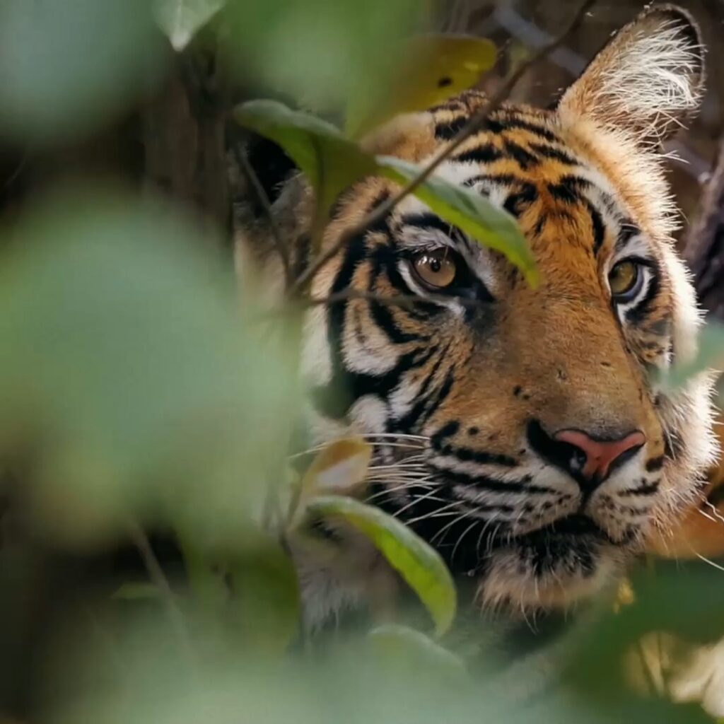 En 2010 solo quedaban unos 3 200 tigres y en 2025 la población de este mamífero se recuperó a 5 700. Imgen: WWF.
