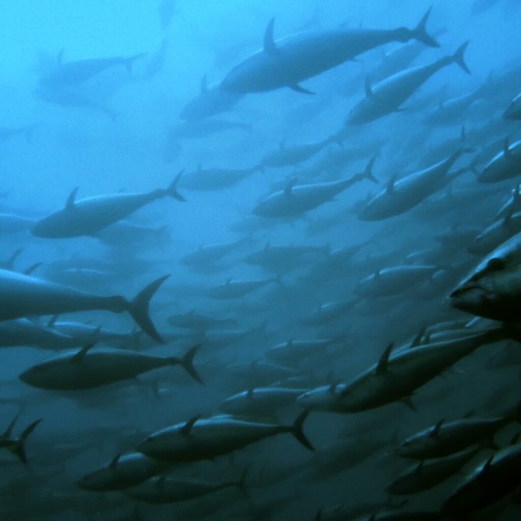 Las poblaciones de atún rojo que estaban al borde de la extinción se han recuperado. Imagen: WWF.